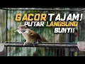 Download Lagu Suara Kapas Tembak Gacor Tajam | Cocok Untuk Pancingan di Pagi Hari!
