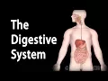 Physiology Basics the Digestive System Animation