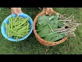 Download Lagu Kashmiri style haakh te hambe recipe 😋 (fresh green beans with collard greens)👍