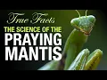 Lagu True Facts: The Science of the Praying Mantis