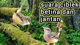 suara ciblek betina dan siutan ciblek jantan sangat efektif untuk pancingan ciblek agar bunyi 