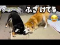 Download Lagu かわいい柴犬コンビがずーっとふざけていて止まらない(笑)