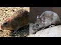 The Black Death & How It Ravaged Europe | Medieval Documentary