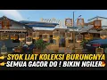 Download Lagu SYOK LIAT KOLEKSI BURUNG DI RUMAH INI‼️ SEMUANYA GACOR DOR TANPA AMPUN🔥