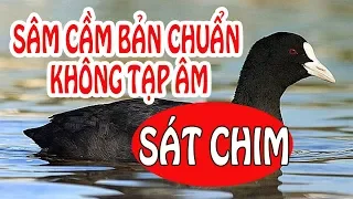 Download Tiếng chim Sâm Cầm, chim di cư mùa 2018 bản chuẩn siêu ăn chim MP3