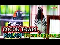 Download Lagu Terapi Malam Hari❗️ Pancingan Anis Kembang Macet Bunyi Cepat Emosi