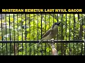 Pancingan burung remetuk laut (SIUR) bahan jantan betina agar cepat bunyi nyiul nyuling GACOR lot