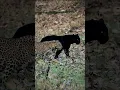 Why is black panther so rare