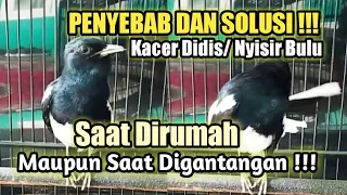 Download PENYEBAB DAN SOLUSI KACER DIDIS/NYISIR BULU SAAT DIRUMAH MAUPUN SAAT DIGANTANGAN MP3