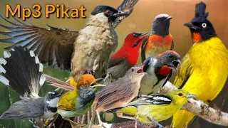 mp3 pikat burung burcil ribut x kutilang ribut x kutilang emas ribut
