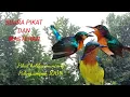 suara pikat kolibri wulung@Alpha.Mediaa