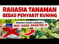 Download Lagu PALING LENGKAP..❗❗❗ RAHASIA TANAMAN BEBAS BULAI GEMINI / KUNING KUTU KEBUL. MAU.??? | cabe, terong