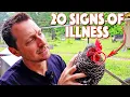 20 Signs That Your Chicken Is Sick You Need To Know Them ALL
