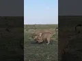 Download Lagu Dubo and Kidong'oe Compete for🥩 #masaimara #bigcat #wildlife #lionking #lionesses #bigcat #lionking