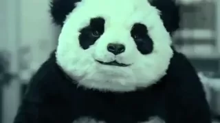 Panda Cheese Commercials All 5 