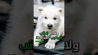 ولادة الذئب الرهيب الجديدة  ولادة الذئب الرهيب الجديدة