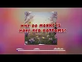 Why do monkeys have red bottoms
