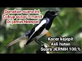 Download Lagu Suara Pikat Kacer Kejepit Suara Jernih 100%ampuh