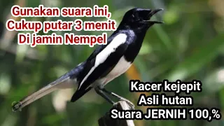 Download Suara Pikat Kacer Kejepit Suara Jernih 100%ampuh MP3