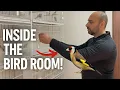 Lagu In de vogelkamer van een goudvinkenkweker! 🐦 Rondleiding door zeldzame goudvinken, kanaries en vo...