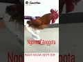 Download Lagu Video lucu grup sepi #1 | ayam pakai baju
