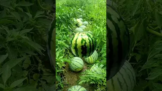 KwZSqbDH Shared A New Post In Kwai Let S Have A Look Click This Link And Open Kwai To View 