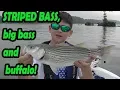 Old Hickory Lake Stipers big bass and a buffalo