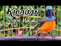 Download Lagu BURUNG SOGON MATAHARI GACOR | SOGON MATARI GACOR | KOLIBRI MATARI GACOR