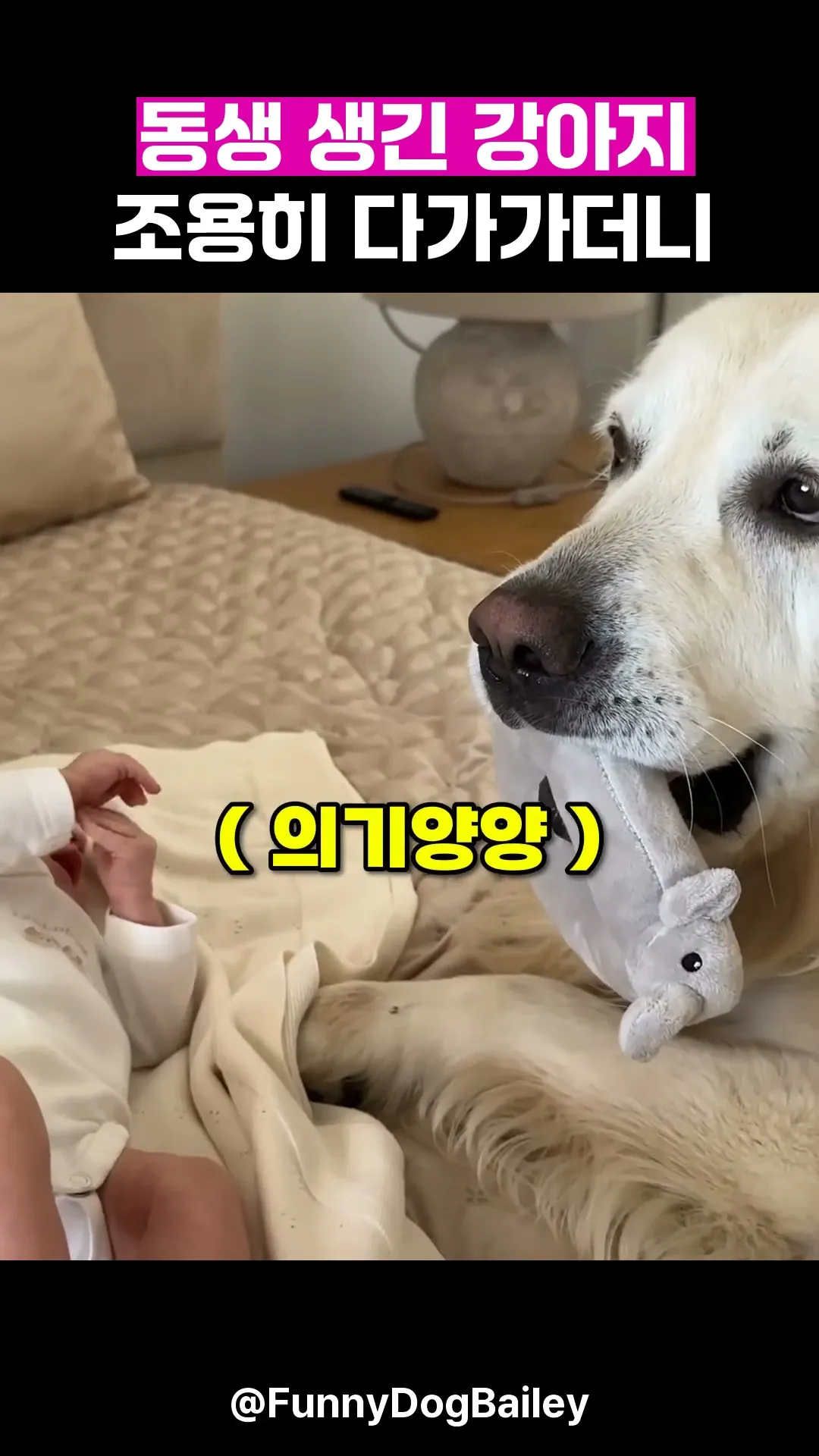 동생 생긴 강아지, 조용히 다가가더니