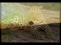 非洲音乐，音乐放松的瑜伽，按摩