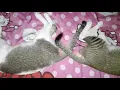 Download Lagu Kucing Kompak Selalu ingin Hidup Sehat Karena Gak Kurang Asem😂