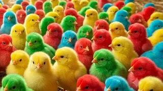 Anak ayam warna warni|ayam rainbow|bebek |Dinosaurus Tirex Ayam lucu