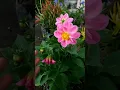 Download Lagu BELI BUNGA DAHLIA LANGSUNG DARI PETANI