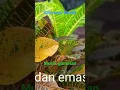 Download Lagu INTRO MUSIK GAMELAN