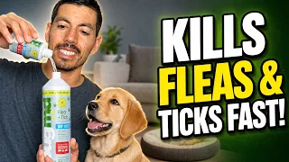 Kill fleas fast without harsh chemicals - Bug MD Flea Tick Concentrate Review