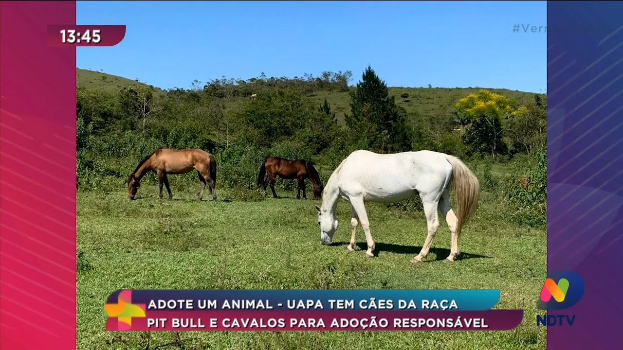 Uapa tem cães da raça pit bull e cavalos para adoção