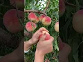 Download Lagu Peach very crispy and fresh - For fruit lovers