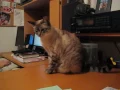 Download Lagu feline hyperesthesia