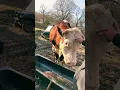 Download Lagu 🐂Rufusthebull #rufusthebull #countrylife #Roxanne #Redford #bull #redfordthebull #family #cow #fyp