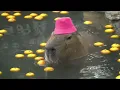Download Lagu capybara masbro song for 1 hour 1 jam (relaxing)