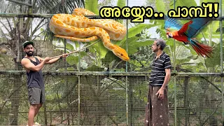 🔥 60,000/- കിളിയെ മേടിക്കാൻ പോയപ്പോൾ കിളികൂട്ടിൽ പാമ്പ് | New Birds To Aviary | Fishing Freaks 