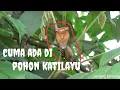 Lagu ciri ciri pohon katilayu