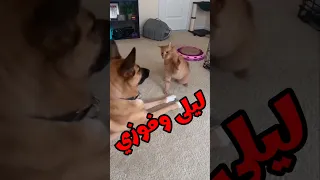 قطط وحيوانات بتتكلم مسخرة قطط خدلك ضحكه مع اسامه كوميدي حيوانات مضحكه ضحك Funny مضحكات 