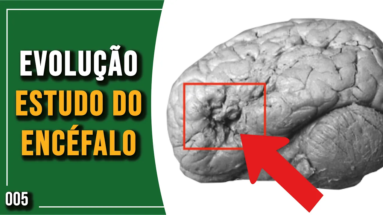 Evolução do Estudo Neuropsicofisiológico do Encéfalo | Introdução à Neurociências | 005 - Parte 1