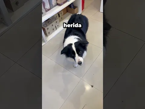 Su Dueño Estaba HERIDO… Así Que Su PERRO Hizo Esto 🥹🐶