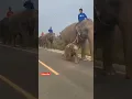 Download Lagu mother and baby elephant 🐘😂