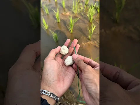 Mancing belut menggunakan umpan bakso ikan