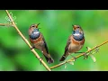 Download Lagu Birds Singing in the Forest - Relaxing Nature Sounds for Good Sleep, Soul Healing, Focus and Calm