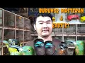 Download Lagu Burung2 masteran \u0026 exotic! 