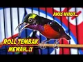 Download Lagu KOLIBRI NINJA GACOR FULL ISIAN TEMBAKAN KASAR MEWAH - PANCINGAN KONIN FULL TEMBAKAN MEWAH